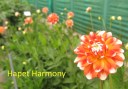 664_Hapet_Harmony_3