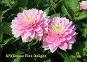 673_Dapex_Pink_Delight_1_2