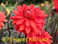 675_Hapet_Red_Jack__2_2