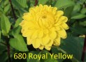 680_Royal_Yellow_2_2