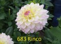 683_Rinco_1_2