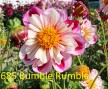 685_Bumble_Rumble_2